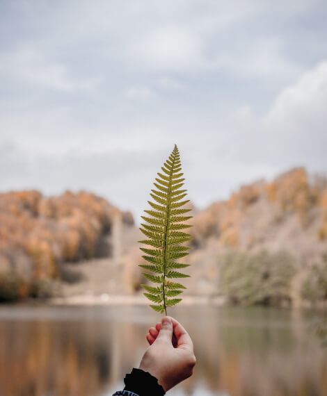 Practical Pretty Home Leaf